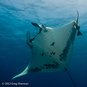 Diving the Socorro Islands