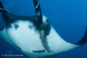 Diving the Socorro Islands