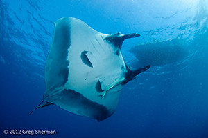 Diving the Socorro Islands