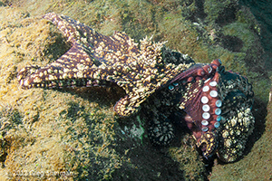 Diving the Socorro Islands