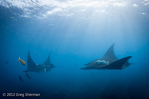 Diving the Socorro Islands