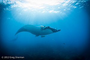 Diving the Socorro Islands