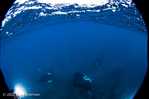 Diving the Socorro Islands