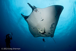 Diving the Socorro Islands