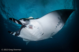 Diving the Socorro Islands