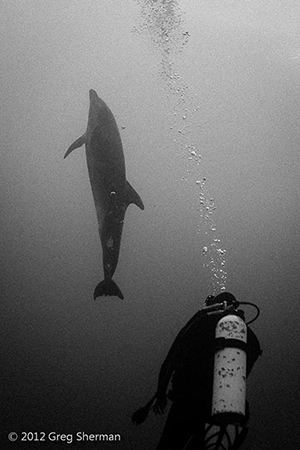 Diving the Socorro Islands