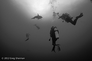 Diving the Socorro Islands