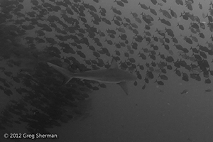 Diving the Socorro Islands