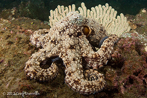 Diving the Socorro Islands