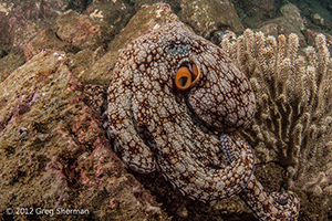 Diving the Socorro Islands