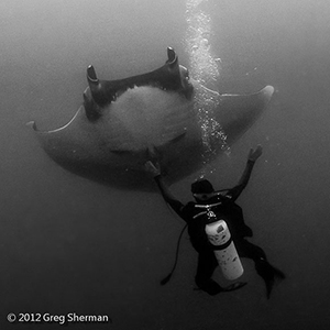 Diving the Socorro Islands