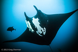 Diving the Socorro Islands