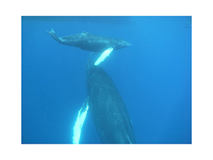 Diving the Socorro Islands