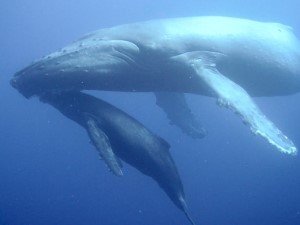 Diving the Socorro Islands