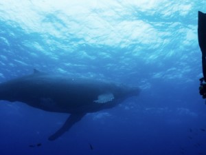 Diving the Socorro Islands