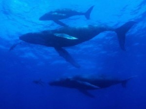 Diving the Socorro Islands