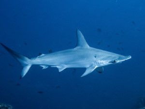 Diving the Socorro Islands