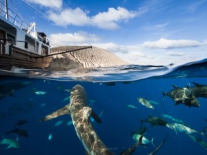 Diving the Socorro Islands