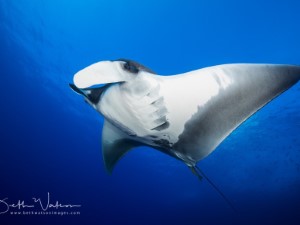 Diving the Socorro Islands