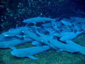 Diving the Socorro Islands