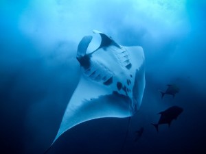 Diving the Socorro Islands