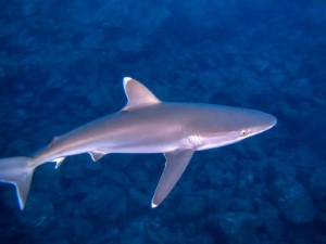 Diving the Socorro Islands