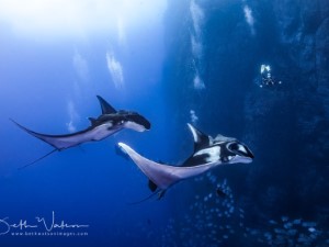 Diving the Socorro Islands