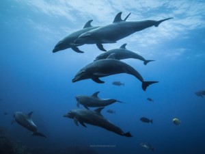 Diving the Socorro Islands