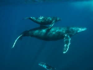 Diving the Socorro Islands