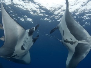 Diving the Socorro Islands