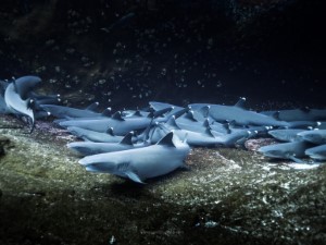 Diving the Socorro Islands