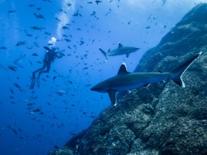 Diving the Socorro Islands