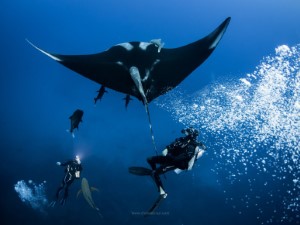 Diving the Socorro Islands