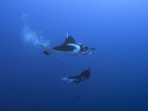 Diving the Socorro Islands