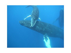 Diving the Socorro Islands