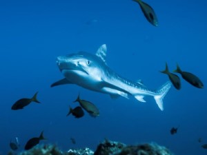 Diving the Socorro Islands
