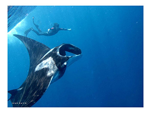 Diving the Socorro Islands