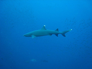 Diving the Socorro Islands