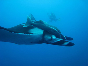 Diving the Socorro Islands