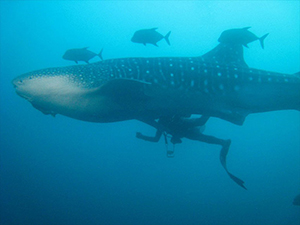 Diving the Socorro Islands