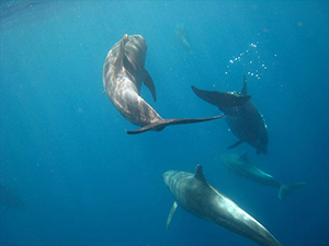 Diving the Socorro Islands