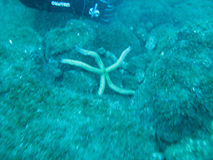Diving the Socorro Islands