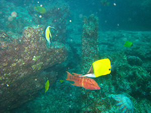 Diving the Socorro Islands