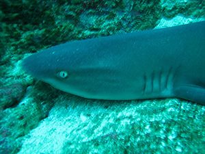 Diving the Socorro Islands