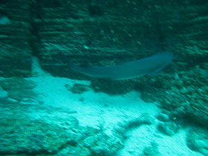 Diving the Socorro Islands