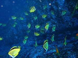 Diving the Socorro Islands