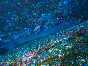 Diving the Socorro Islands