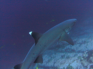 Diving the Socorro Islands