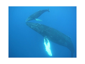 Diving the Socorro Islands