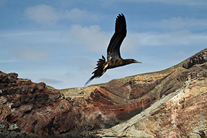 Diving the Socorro Islands